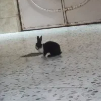 خرگوش