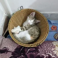 واگذاری گربه