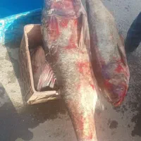 ماهی طوفان 20 کیلویی