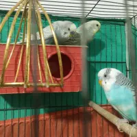 مرغ عشق|پرنده|اشکذر, |دیوار