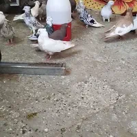 گبوتر رنگی
