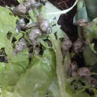 حلزون آچاتینا برای پوست درمانی