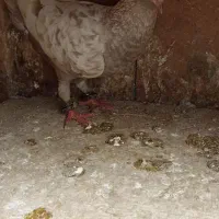 کبوتر|پرنده|رشت, نیروی دریایی|دیوار