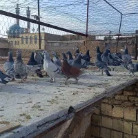 کفتر کبوتر پلاکی