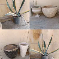 کاکتوس گل گلدان معاوضه اکواریوم بلدرچین ماهی گوپی
