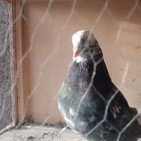 کبوتر سرور|پرنده|ورامین, خیر آباد|دیوار
