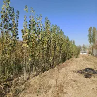 کسب و کار نهال