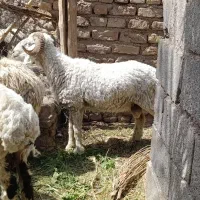 بره .قوچ.شیشک .در بم
