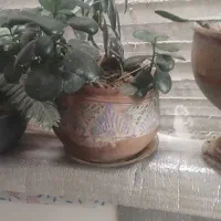 گلهای آپارتمانی زیبا بزرگ با گلدان|گل و گیاه طبیعی|گلبهار, شهر جدید گلبهار|دیوار