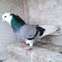 کبوتر پرشی|پرنده|بهشهر, |دیوار