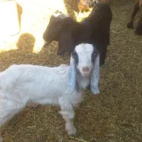 دو عدد کهره یکیش ماده تالی یکیش محلی نر