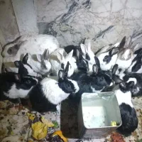 خرگوش های ناز