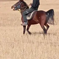 مادیان 7ساله یورقه