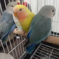 طوطی برزیلی ابی و زرد