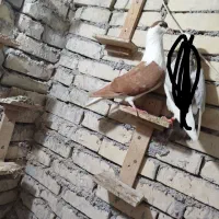 سه عدد پرنده دوری|پرنده|اهواز, آریاشهر|دیوار