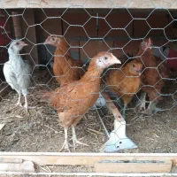 جوجه محلی و بلدرچین