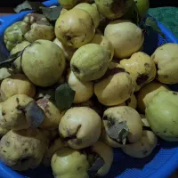 میوه به (برای مربا)