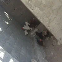 آدرس بیرم ،آبکنه