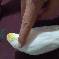 عروس هلندی رام و اواز خان|پرنده|میناب, |دیوار