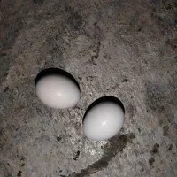 یک جفت تخم سار و سرونج کاکل تخم ها رگه زده