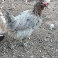 مرغ گلین طوسی گلین|حیوانات مزرعه|رفسنجان, |دیوار