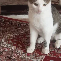 واگذار گربه