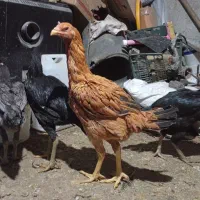 مرغ لاری افغان