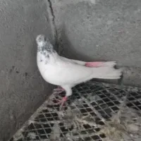 کفتر|پرنده|میناب, |دیوار