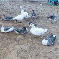 غاز و بوقلمون فروشی