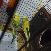 یک جفت مرغ عشق گرید بالا