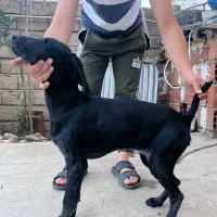 گمشده ۳ ماه پیش تو جنگل زیارت گمش کردم