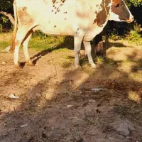 ماده گاو شکم اول آبستن ۳۶روز مانده تازایمان