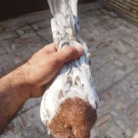 کبوتر کله ای|پرنده|کارون, |دیوار