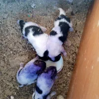 3عدد توله خراسانی