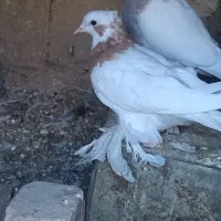 کفتر طوقی|پرنده|شیراز, قصرالدشت|دیوار