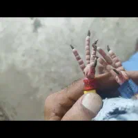 عربستان|پرنده|باوی, |دیوار