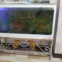 آکواریوم وماهی اسکار