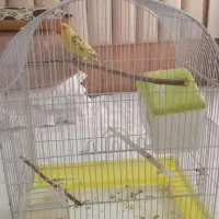 طوطی برزیلی|پرنده|مشکیندشت, |دیوار