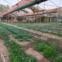 اجاره گلخانه ۲۰۰۰ متری