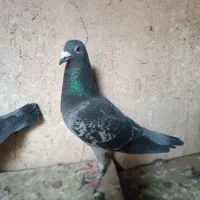 کبوتر پلاکی