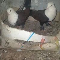 جفت کبوتر کربلایی نروماده