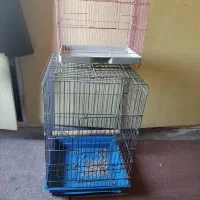 طوطی کوتوله برزیلی و قفس پرنده|پرنده|شیراز, قدوسی غربی|دیوار