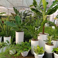 فروش گیاهان کادویی و ماندگار|گل و گیاه طبیعی|تبریز, |دیوار