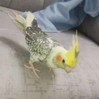 عروس هلندی گل باقالی