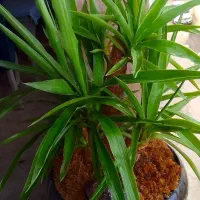 یوکا بنسایی ۴ ساله