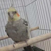 عروس هلندی ۱ سال و ۳ ماهه ماده و سلامت با قفس