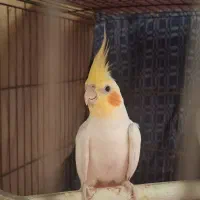 طوطی عروس هلندی نر