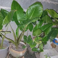 بابا ادم