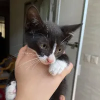گربه