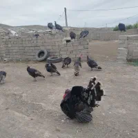 فروش بوقلمون|حیوانات مزرعه|اردبیل, |دیوار